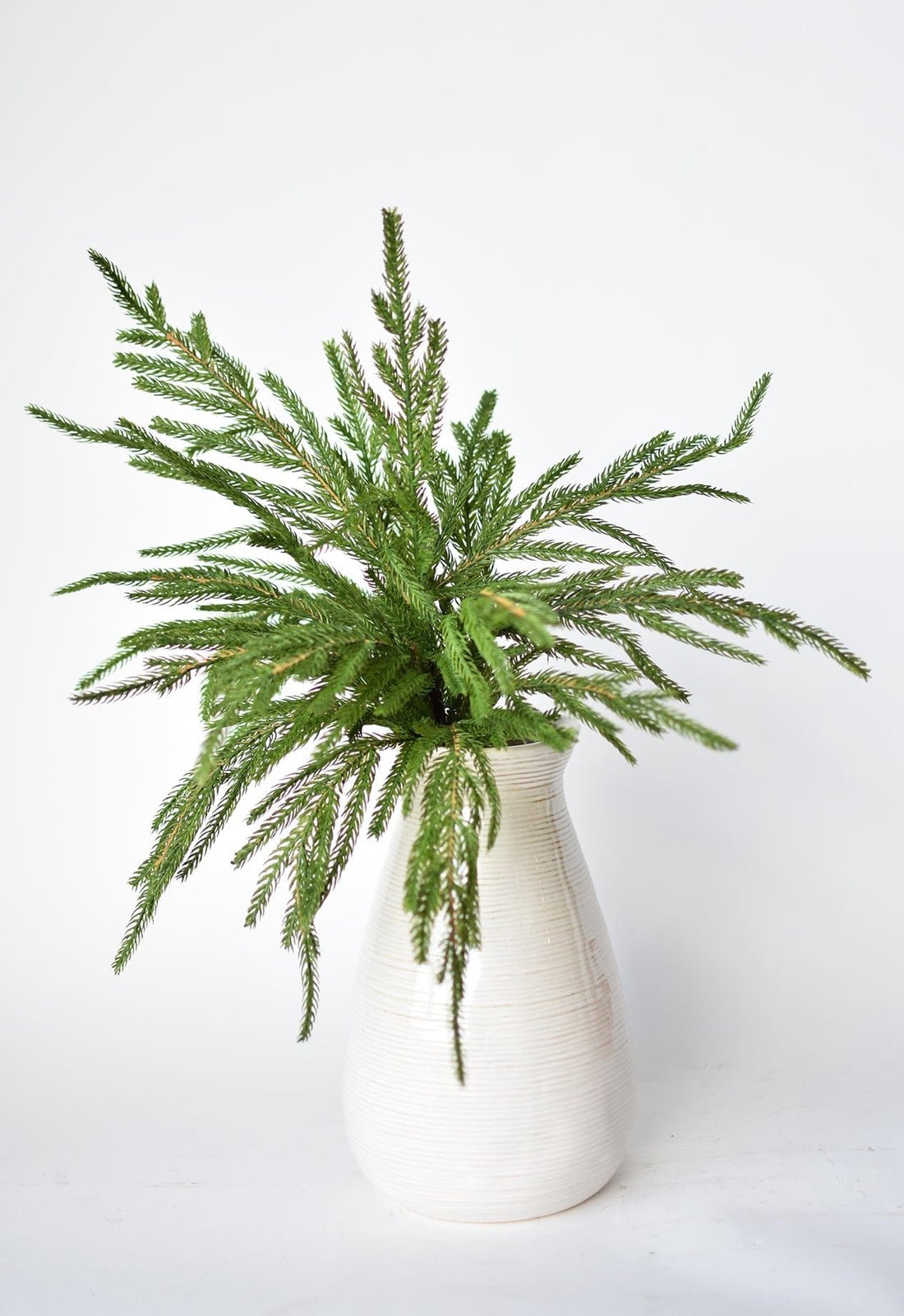 🎄Beautiful Christmas Special 49 % 🎄Norfolk Pine Branch